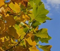 Liriodendron tulipifera - Tulpenboom - 2