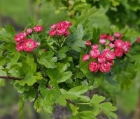 Crataegus leavigata 'Paul's Scarlet' - Rode Meidoorn - 5