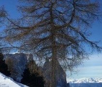 Larix Kampferi