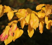 Parrotia persica 'Vanessa' herfsblad