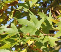Platanus orientalis Minaret bladeren