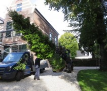 Thuja solitair op weg naar een nieuwe standplaats