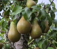 Pyrus com. 'Conference' - Pyrus com. 'Conference' - 3