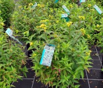 Diervilla sessilifolia 'Butterfly'