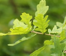 Quercus robur blad