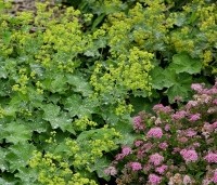 Spiraea japonica 'Little Princess' - Spierstruik 'Little Princess' - vakbeplanting  - 3