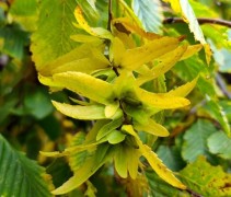 Carpinus betula pendula zaad