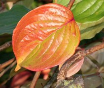 Cornus mas