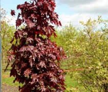 Acer platanoïdes 'Crimson Sentry' in bak