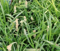 Leliegras 'Monroe White' met witte bloemen die overgaan in zwarte bessen
