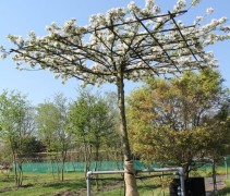 Malus Evereste dakvorm in bloei