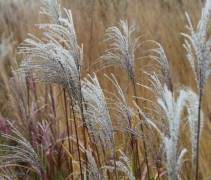 Miscanthus sinensis 'Malepartus'