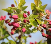 Sierappel 'Evereste',  meerstammige boom in bloei