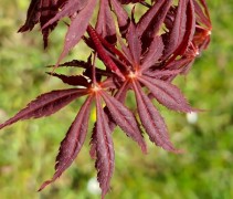 Acer palmatum 'Sumi-Nagashi'