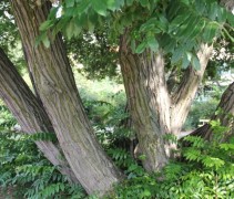 Pterocarya fraxinifolia stam