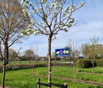 Pyrus communis 'Kruidenierspeer'
