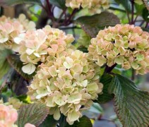 Viburnum plicatum 'Pink Sensation'