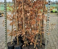 Carpinus betulus - Haagbeuk - potgekweekt voor betere en snellere hergroei