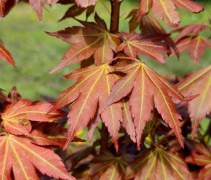 Acer palmatum 'Brown Sugar' 