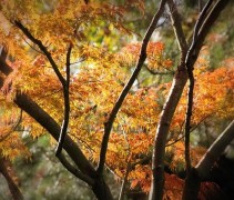 Acer palmatum 'Seiryu'