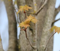 Acer rubrum Scanlon / Rode esdoorn 'Scanlon'