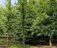 Tilia x europaea 'Euchlora' - Linde - 2
