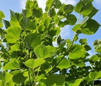 Tilia x europaea 'Euchlora' - Linde - 3