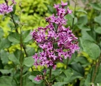 Syringa vulgaris 'Dark Purple' - Sering 'Dark Purple' - 6