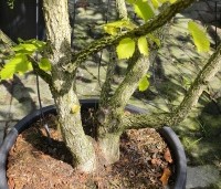Corylus colurna - Turkse hazelaar - 3