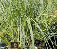 Cortaderia selloana 'Mini Pampas' - Pampasgras 'Mini Pampas'   - 1