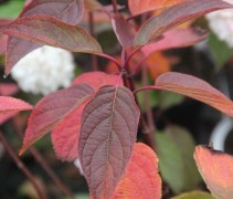 Hydrangea paniculata 'Wim's Red'