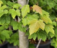 Acer rubrum 'October Glory' - Amerikaanse esdoorn - 3