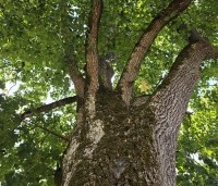 Tilia platyphyllos - Zomerlinde - 3