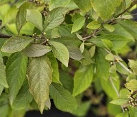 Callicarpa bodinieri 'Profusion' - Schoonvrucht - 3