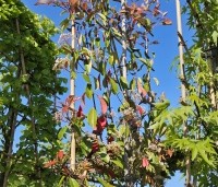 Photinia fraseri 'Red Robin'  - Glansmispel - 1