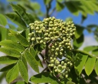 Sorbus aucuparia - Lijsterbes - 1