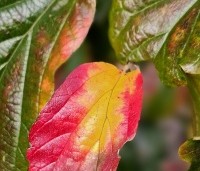 Parrotia persica 'Bella' - Perzisch IJzerhout - 1