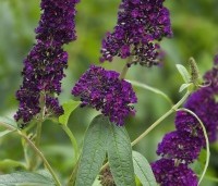 Buddleja davidii 'Black Knight' - Vlinderstruik 'Black Knight' - 1