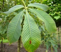 blad Aesculus pavia 