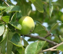 Malus domestica 'Present van Engeland'