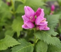 Chelone obliqua - Schildpadbloem - 2