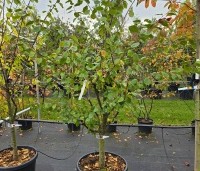 Prunus domestica 'President' - paarsblauwe pruim met late rijping - 6