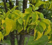 Cornus florida 'Rainbow' - bontbladige cornus - 3
