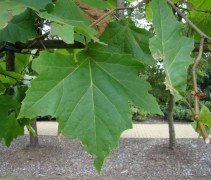Blad Oosterse plataan, leivorm