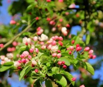 Sierappel 'Golden Hornet', hoogstam boom in bloei