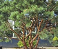Pinus sylvestris 'Watereri' - Dwerg grove den 'Watereri' - 1