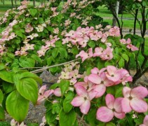 Cornus satomi 