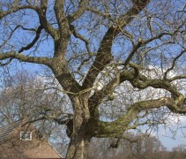 Juglans regia 