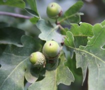 Quercus x Bimundorum