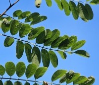 Robinia pseudoacacia - Valse acacia - blad in oktober